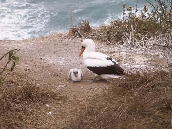 0352-islaplata-oiseauetbebe.jpg
