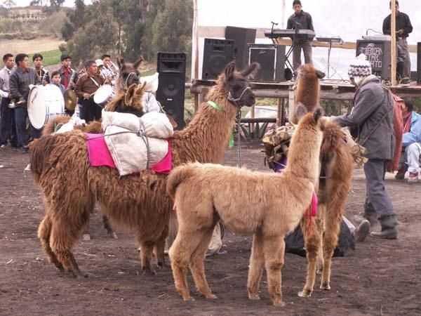 0496-fete-lamas.jpg