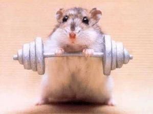 Copie-de-humour-animal-031.jpg