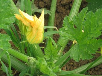 courgette-3-1.jpg