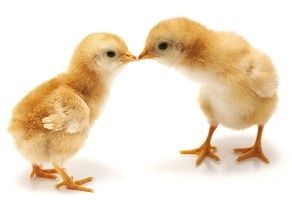 un-poulet-en-colere-peut-tres-vite-devenir-un-coq-de-combat