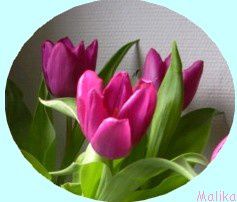 Tulipes.jpg