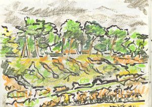 bois-de-pins.jpg