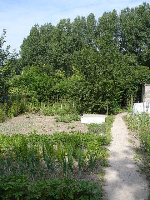 Une partie de notre potager