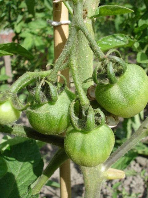 Nos premières tomates