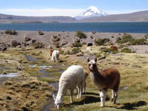 Troupeau de lamas dans le parc Lauca. Au second plan, le lac Chungara. En arriere plan, le volcan Sajama.