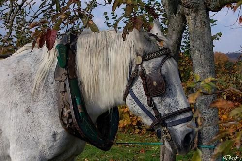 Cidre-5.jpg
