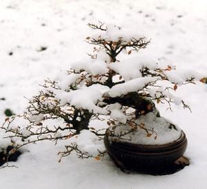 orme.japon.cascade.hiver.jpg
