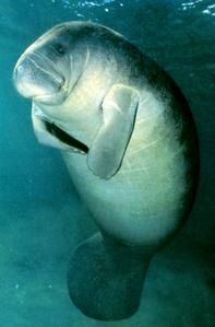 lamantin5.jpg