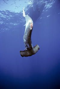 rencontre plongée sous marine