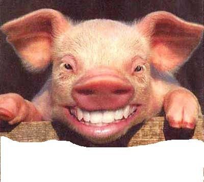cochon.jpg