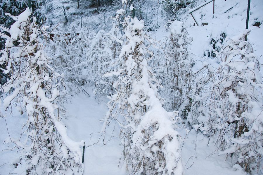neigeMaison09 0028
