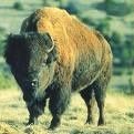 Bison.jpg