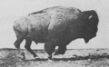 Buffalo-galloping.gif