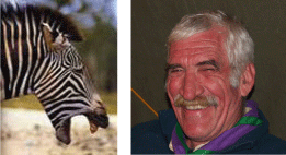 Zebre.gif