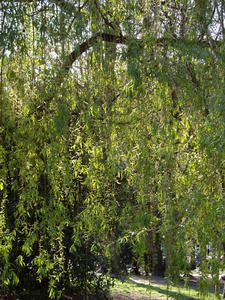 IMGP0454.jpg