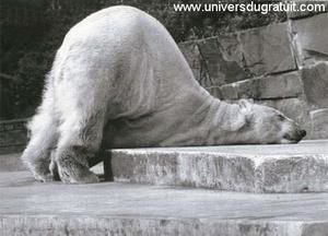 animaux042.jpg