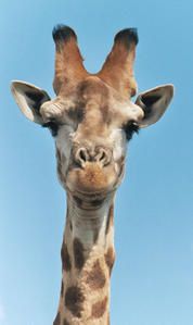 girafe-tete.jpg