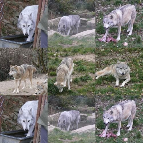 collage8-copie-1.jpg
