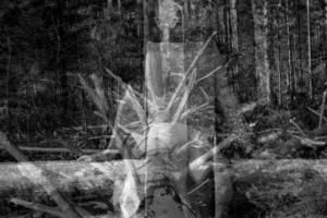 nus-dans-la-foret.jpg