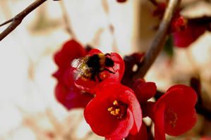 fleurs-rouges.jpg