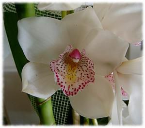 orchid--e-1.jpg