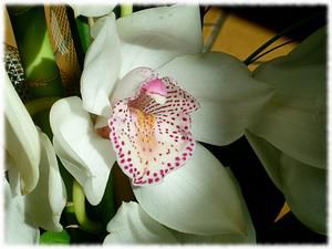 orchid--e-2.jpg