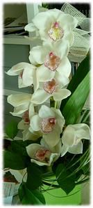 orchid--e-4.jpg