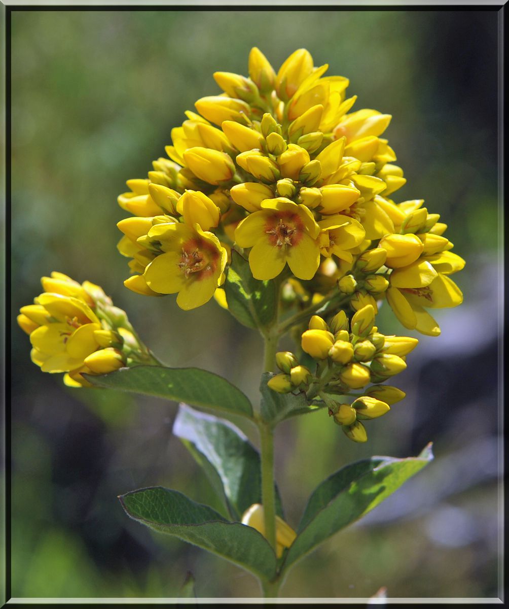 fleur jaune de Lozère
