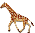 girafe.gif