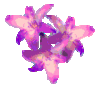 fleur-flowers2.gif