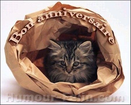 anniversaire-chaton.jpg