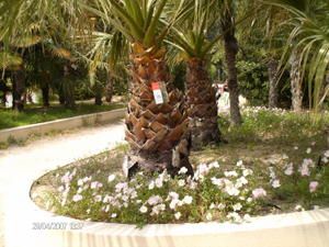 livre-dans-arbre2.JPG