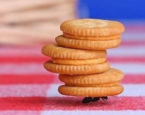 fourmidable.jpg