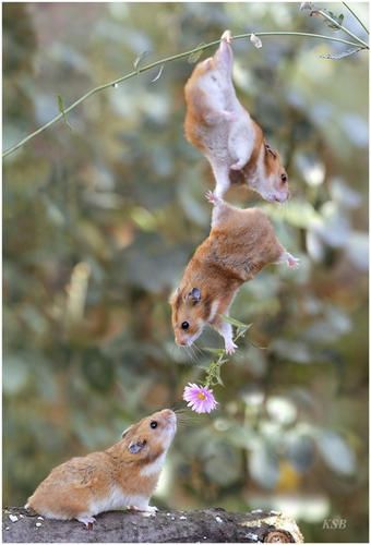 hamsters.jpg