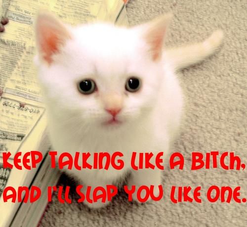 bitch-kitty.jpeg