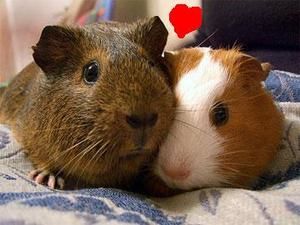 love-guinea-pig.jpg