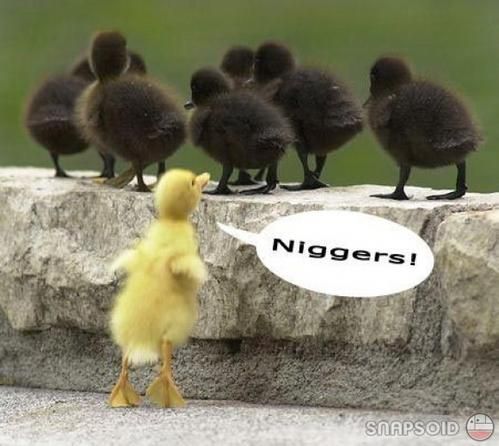 niggers.jpg