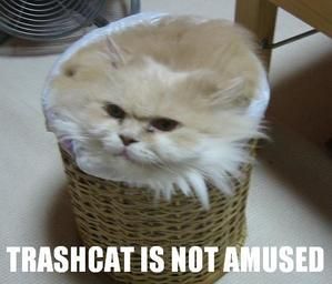trashcat.jpeg