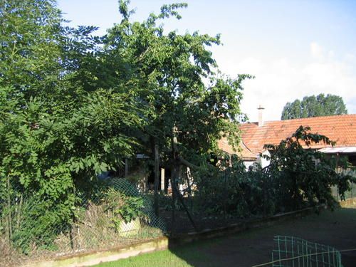 IMG-4391-copie-1.JPG