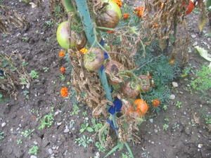 IMG-6957.JPG