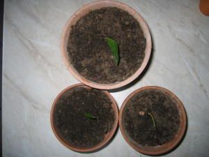 IMG-6130.JPG