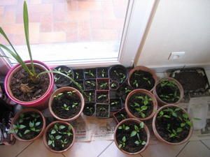 IMG-6187.JPG