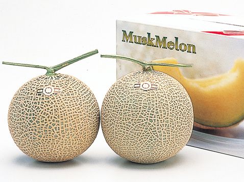 musk-melon.jpg