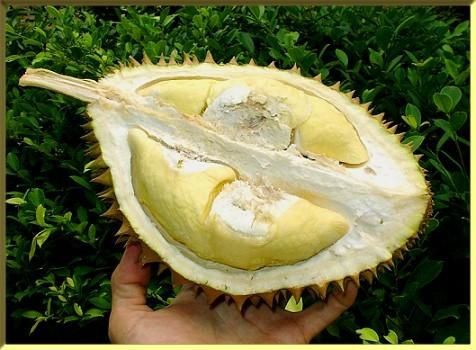 durian2.jpg