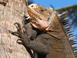 Classification des Reptiles de la Guadeloupe - Faune Guadeloupe