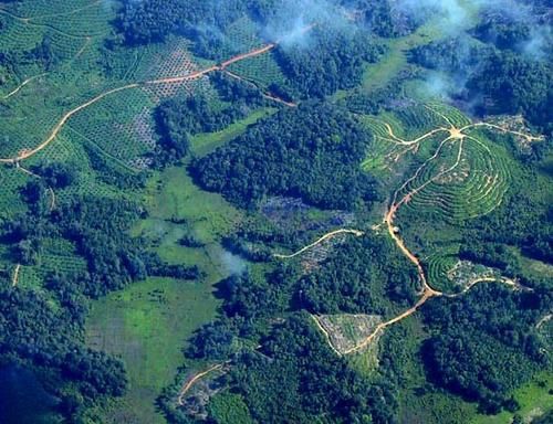 indonesia-deforestation-1.jpg