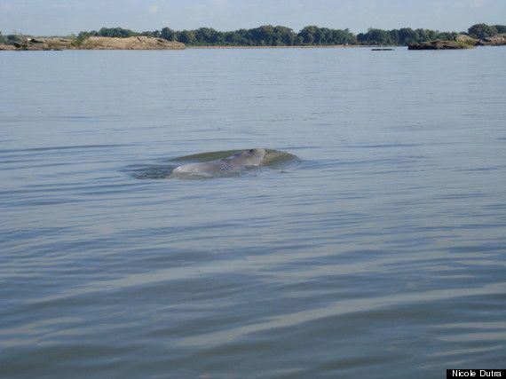o-RIVER-DOLPHIN-2-5703.jpg