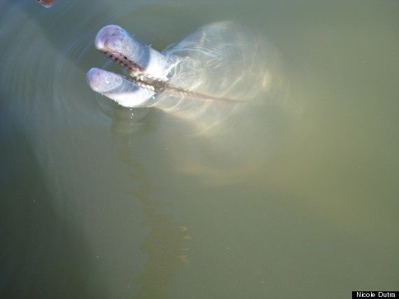 o-RIVER-DOLPHIN-570.jpg