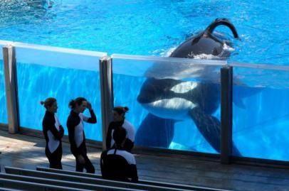 orques-seaworld.jpg